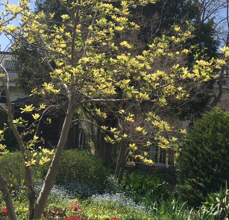 Magnolia Tree in Bloom Planted in Templin Gardens for Melville's 160th Anniversary. Photo taken May 2020